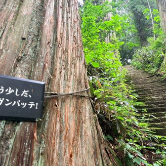 神社の急な石段
苔むしていて、手すりなし