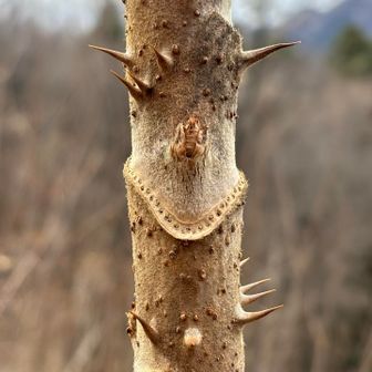 タラノキの葉痕。ほぼ全周に多数の維管束痕を散りばめた豪華なネックレス。