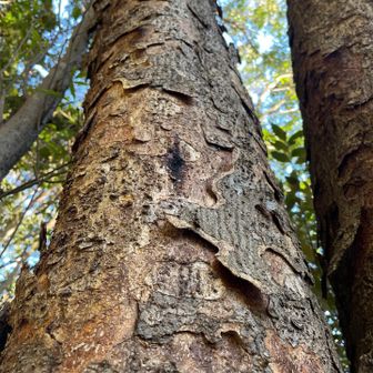 皮がポロポロはげてる　脱皮してるみたい