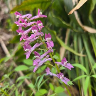 ピンク色が可愛い✨