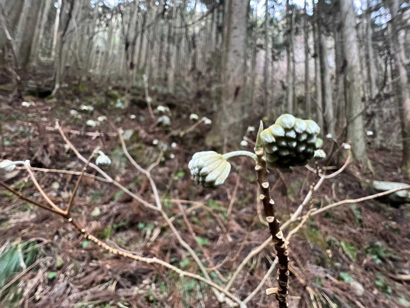 その近くにミツマタの木が有りました❣️