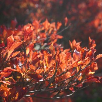 牧の戸の駐車場が1番紅い🍁
くじゅうの紅葉はこれからですね
忙しくなりそう…😁