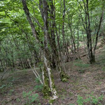 緑が綺麗な樹林帯
緩やかに下っていきます