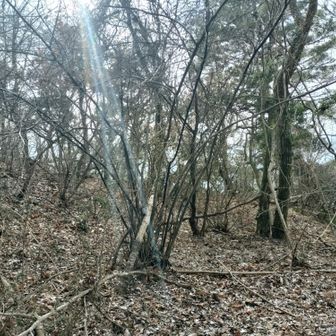 平たく曲輪になっています。