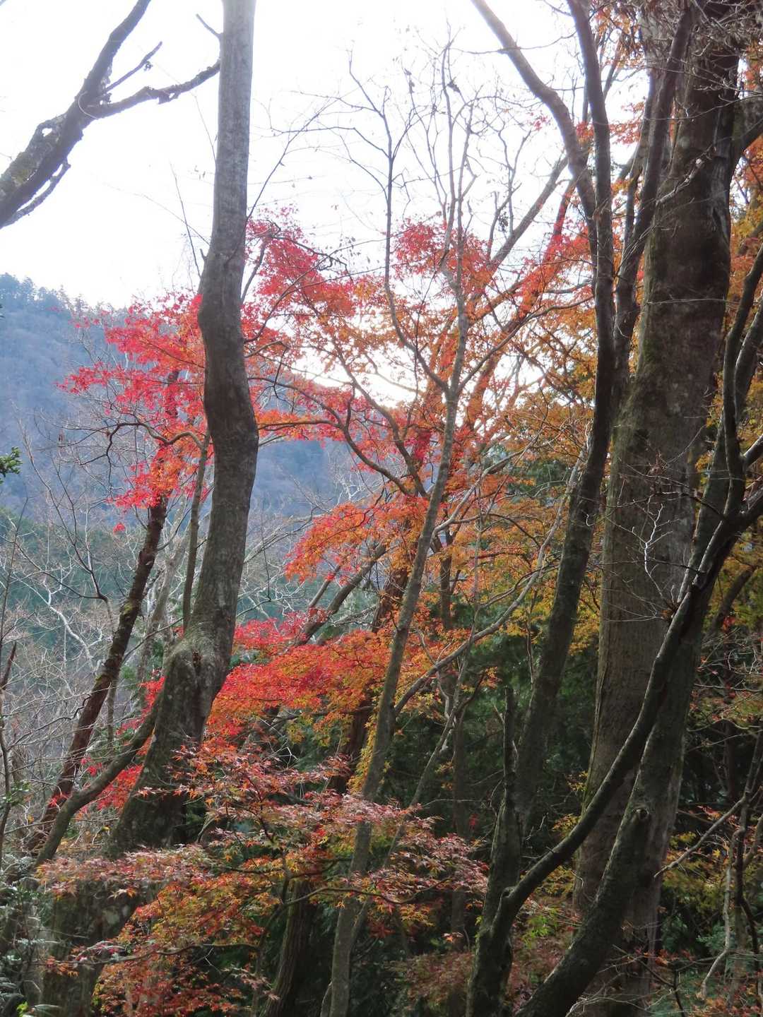 紅葉🍁が残っていました。