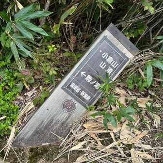 でも何にもなく、標識が倒れてるだけ🫠