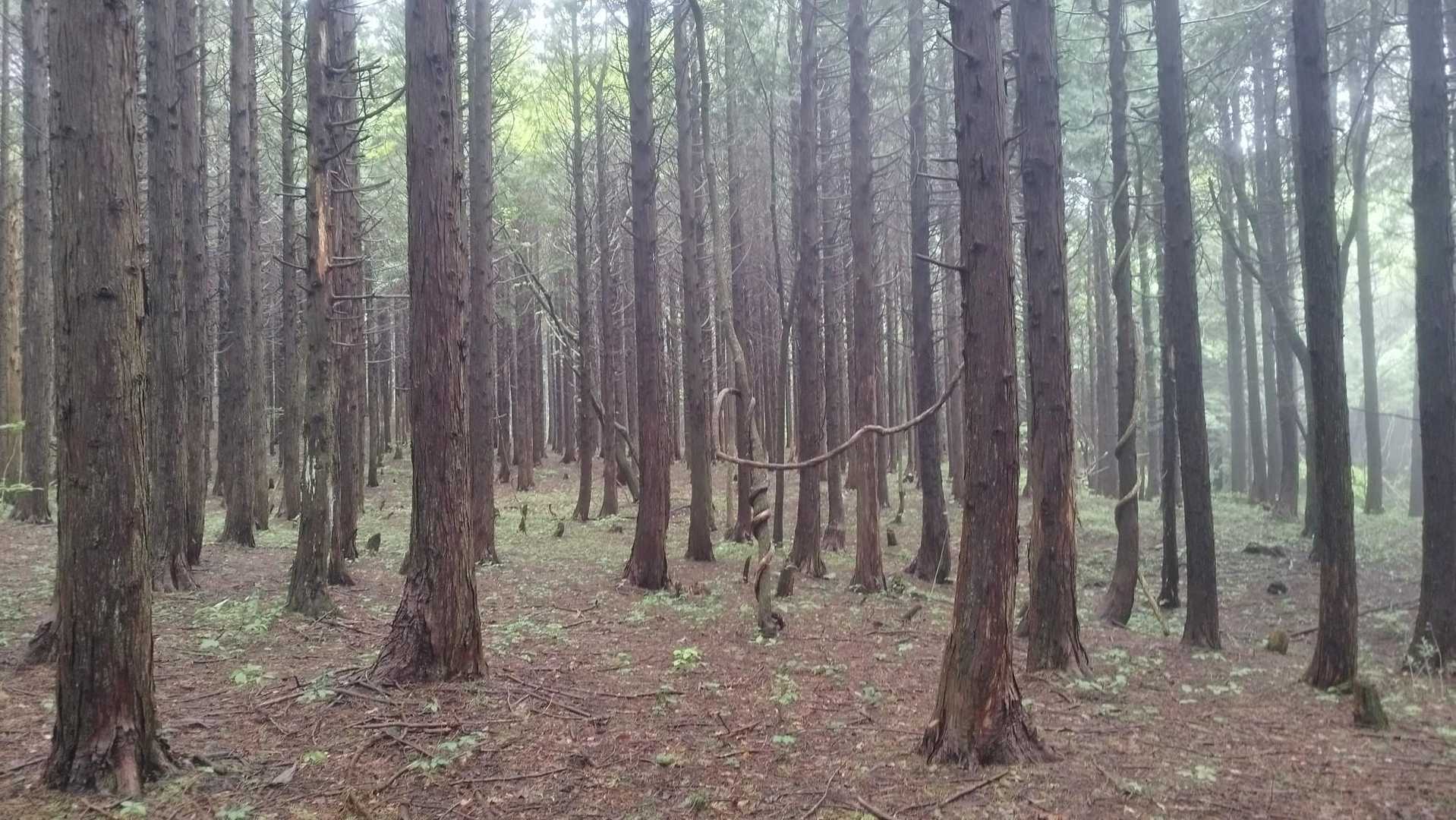 市間山-立岩山-日の平山 往復コースの写真