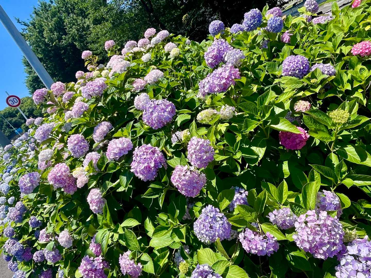 京阪淀駅からさすてな京都の紫陽花を見に友 / Susie（スージー