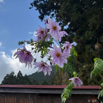 駐車場に咲いていました