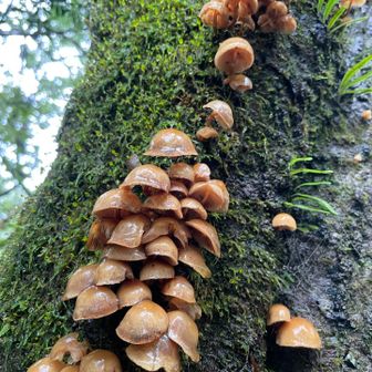 今年はキノコ🍄🍄‍🟫多いなぁ