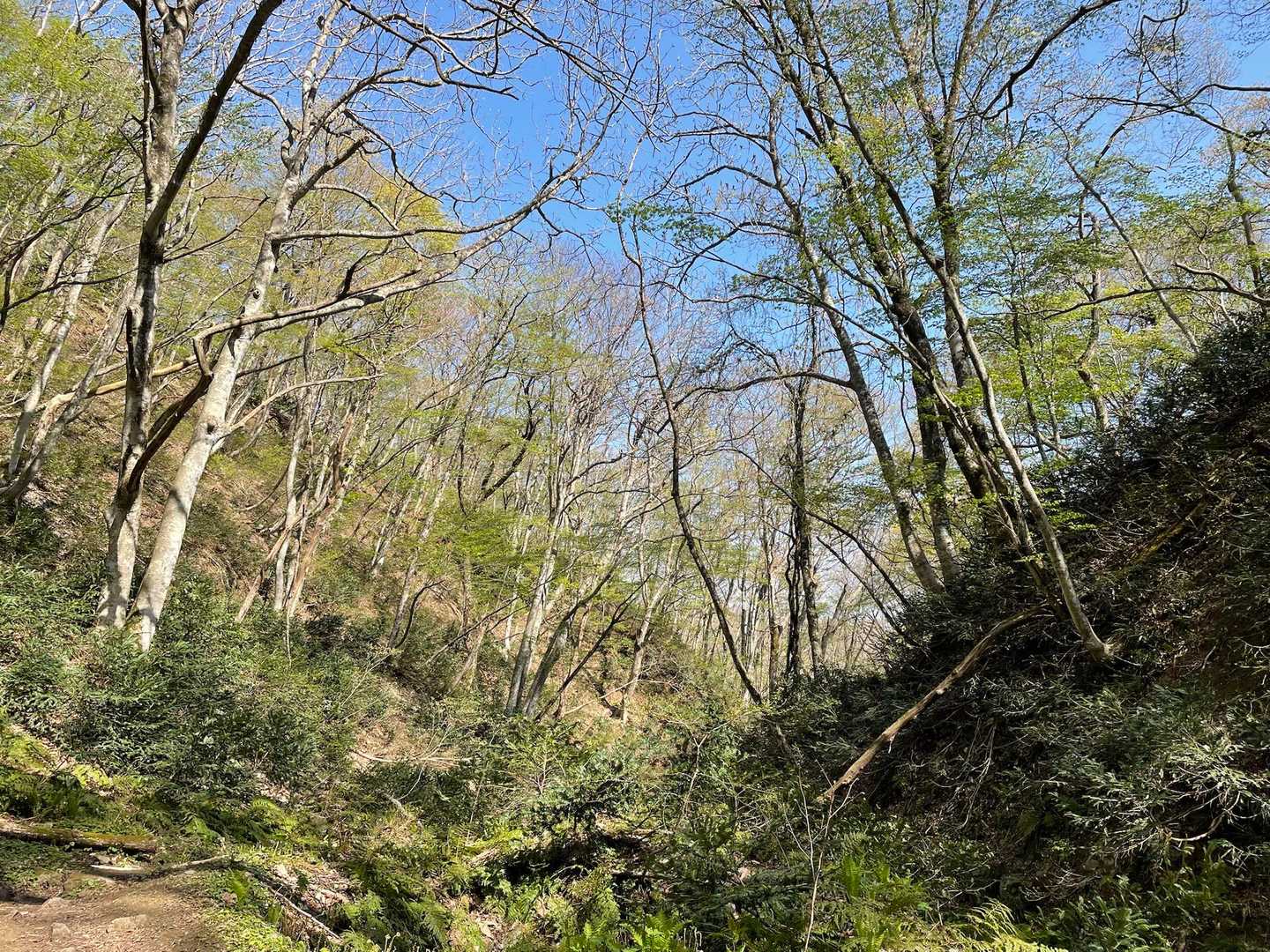 鳥上滝コース登山口-船通山-亀石コース登山口 周回コースの写真