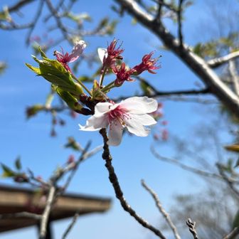 頂上付近の🌸桜