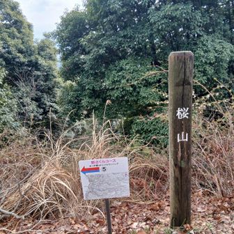 桜山についた