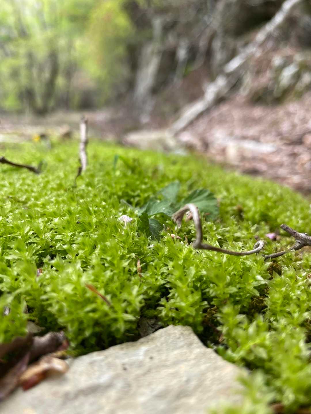 硯上山 往復コースの写真