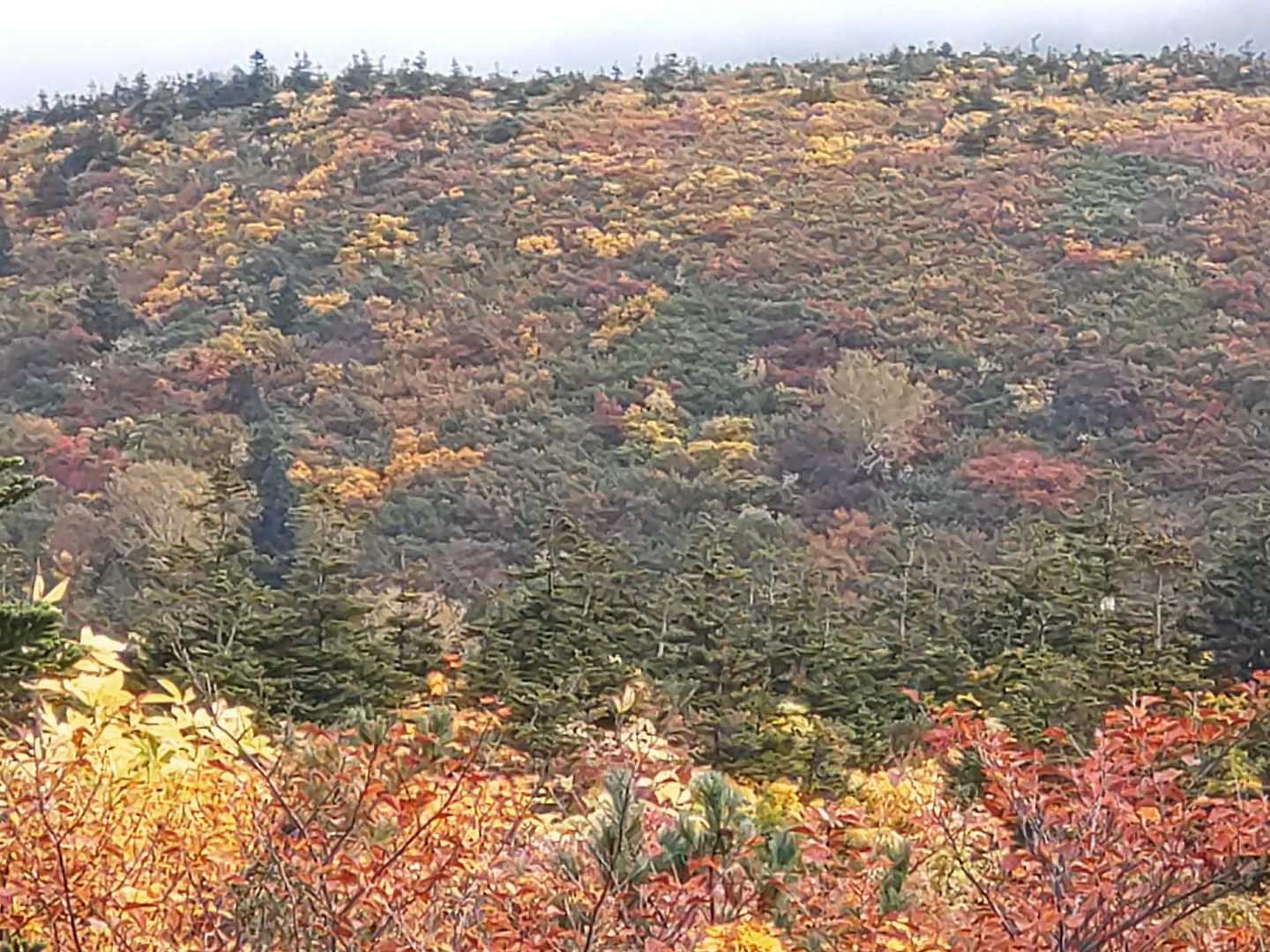 鮮やか🍂🍁🌿