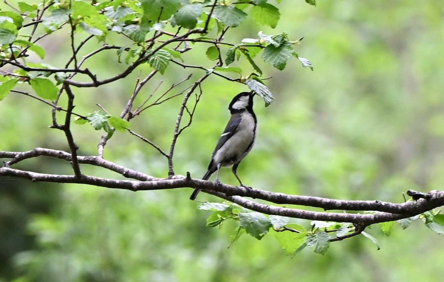 シジュウカラ