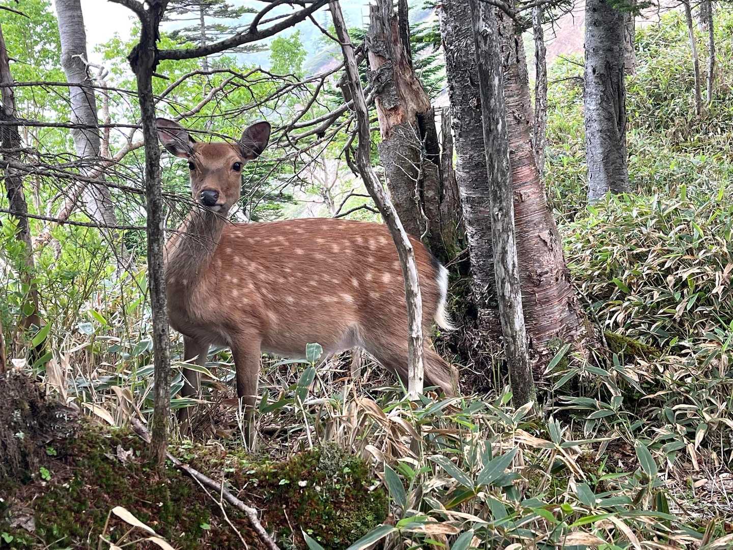 さすがに2mくらいの距離になったら横に避けてくれたけど、人馴れしすぎてない？🦌😅