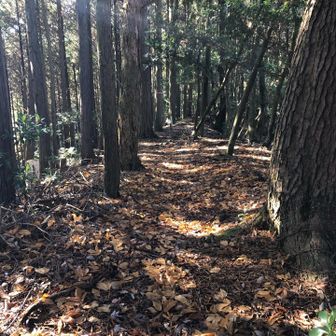 稜線に出ました