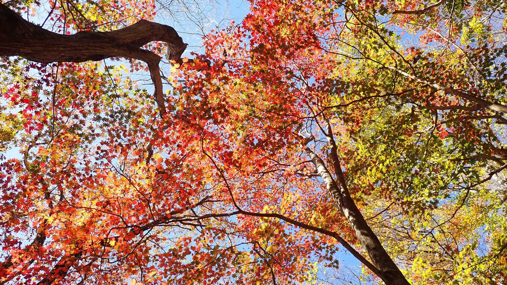 紅葉を見れて満足でした