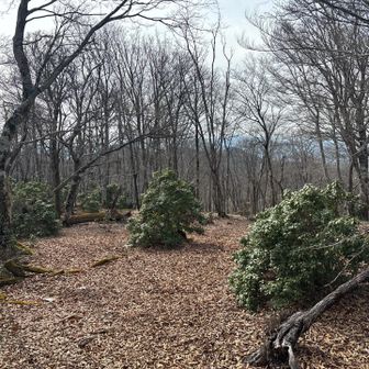 ここからは、馬酔木が減って行きました
良かった〜😅
