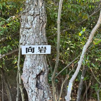 ここは向岩🪨