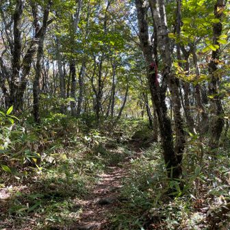 池の段で終わる予定が、あまりの気持ち良さに予定変更

比婆山御陵まで行くぞー✊