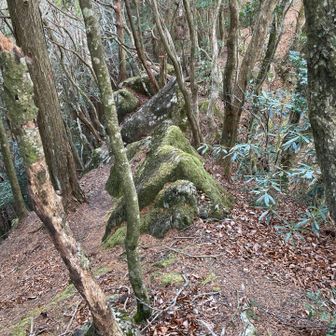 この先、細尾根危険⚠️