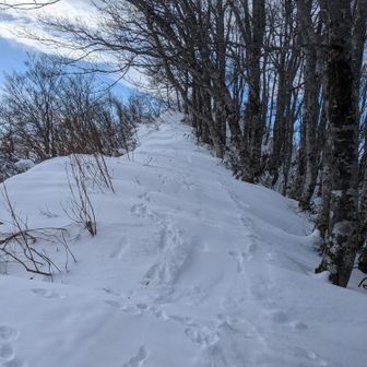 斑尾山山頂はBCの団体さんがたむろしてたので、大明神岳へ。トレースなし。ウサギさんの足跡と雪庇に気をつけて向かう。