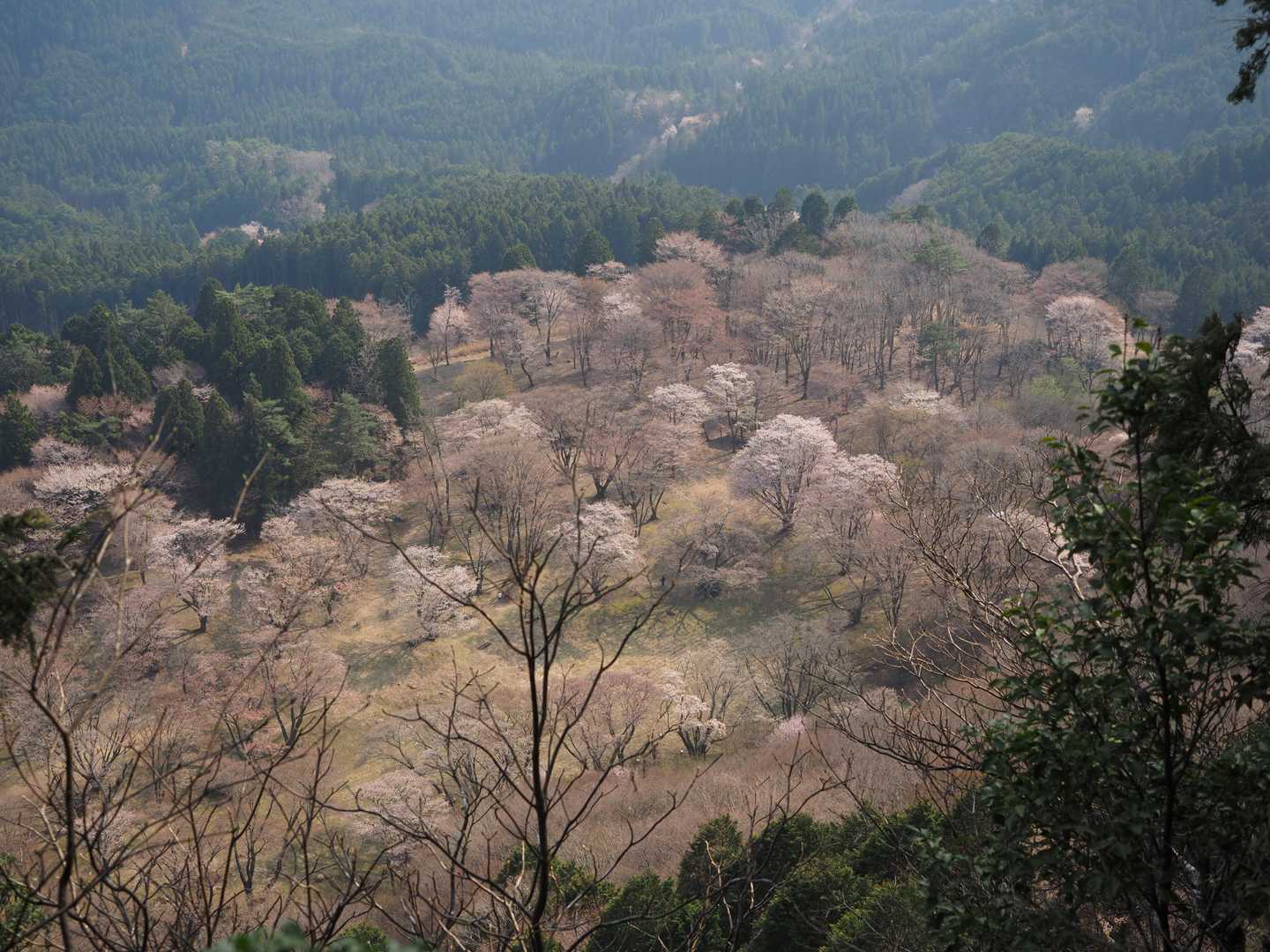山桜の色がホンワカしていい雰囲気