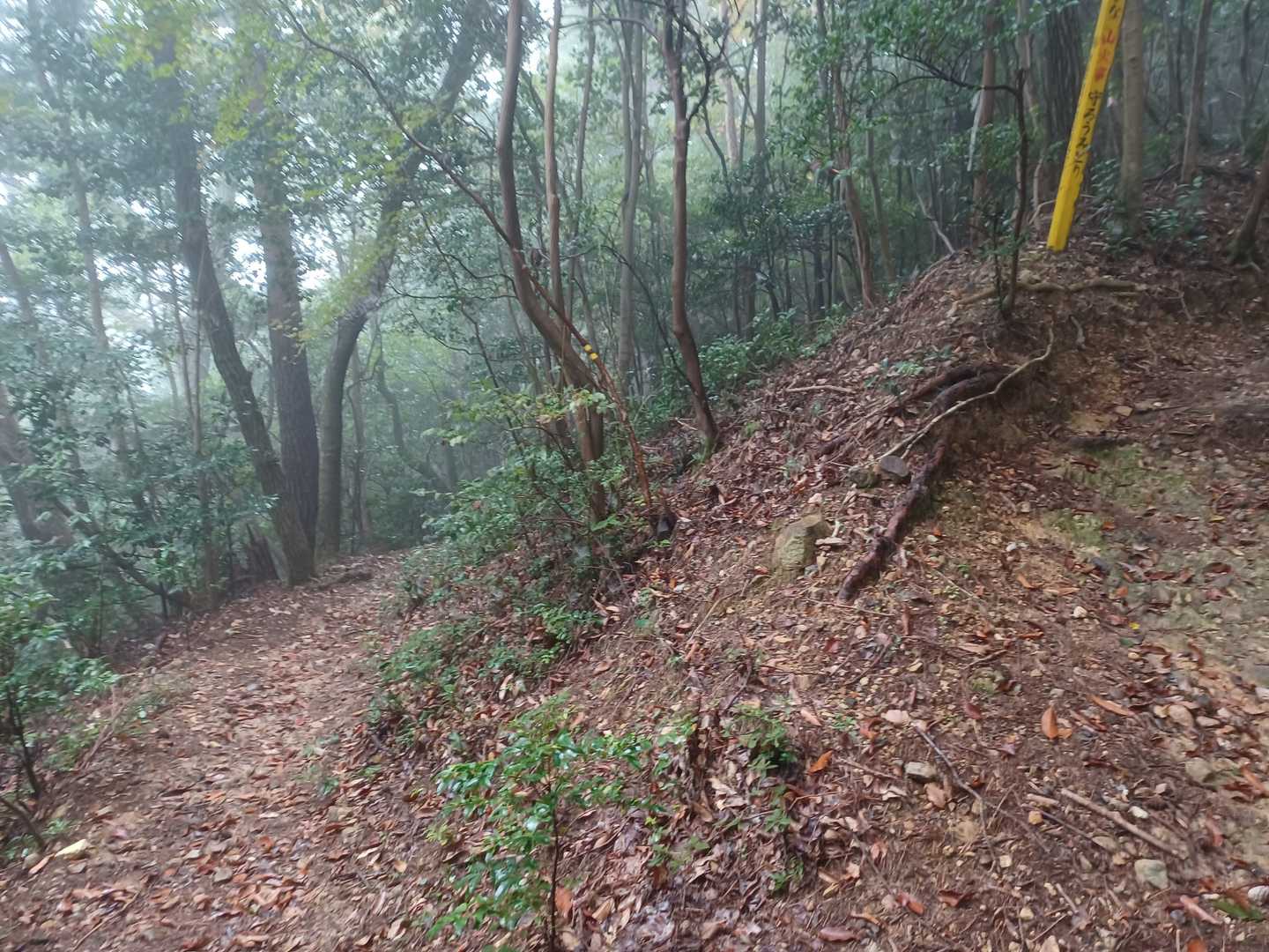 奥槇尾山 往復コースの写真