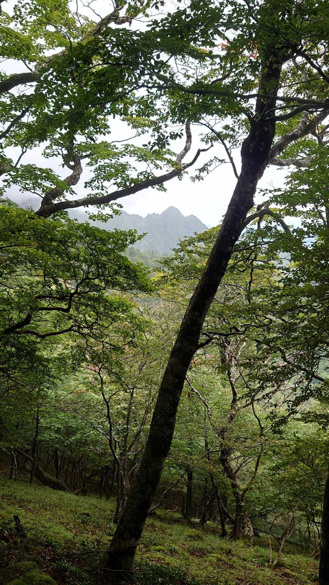 弥山登山口-弁天ノ森 往復コースの写真
