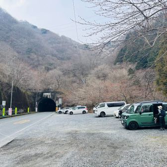 通行止め解除になった日曜日
この時間だと空いてます
今日はキクザキイチゲと福寿草、楽しみ〜