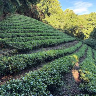 まさかの茶畑😳
これは静岡ならではですね🍵