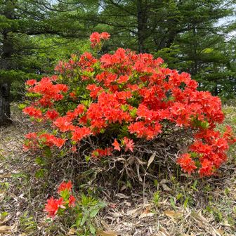 つつじ🌺