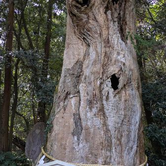 長い長い歴史の流れを悠然と眺めて来た御神木があちらこちらに🙏胸にせまる🥹
本殿でお参りも済ませ🙏