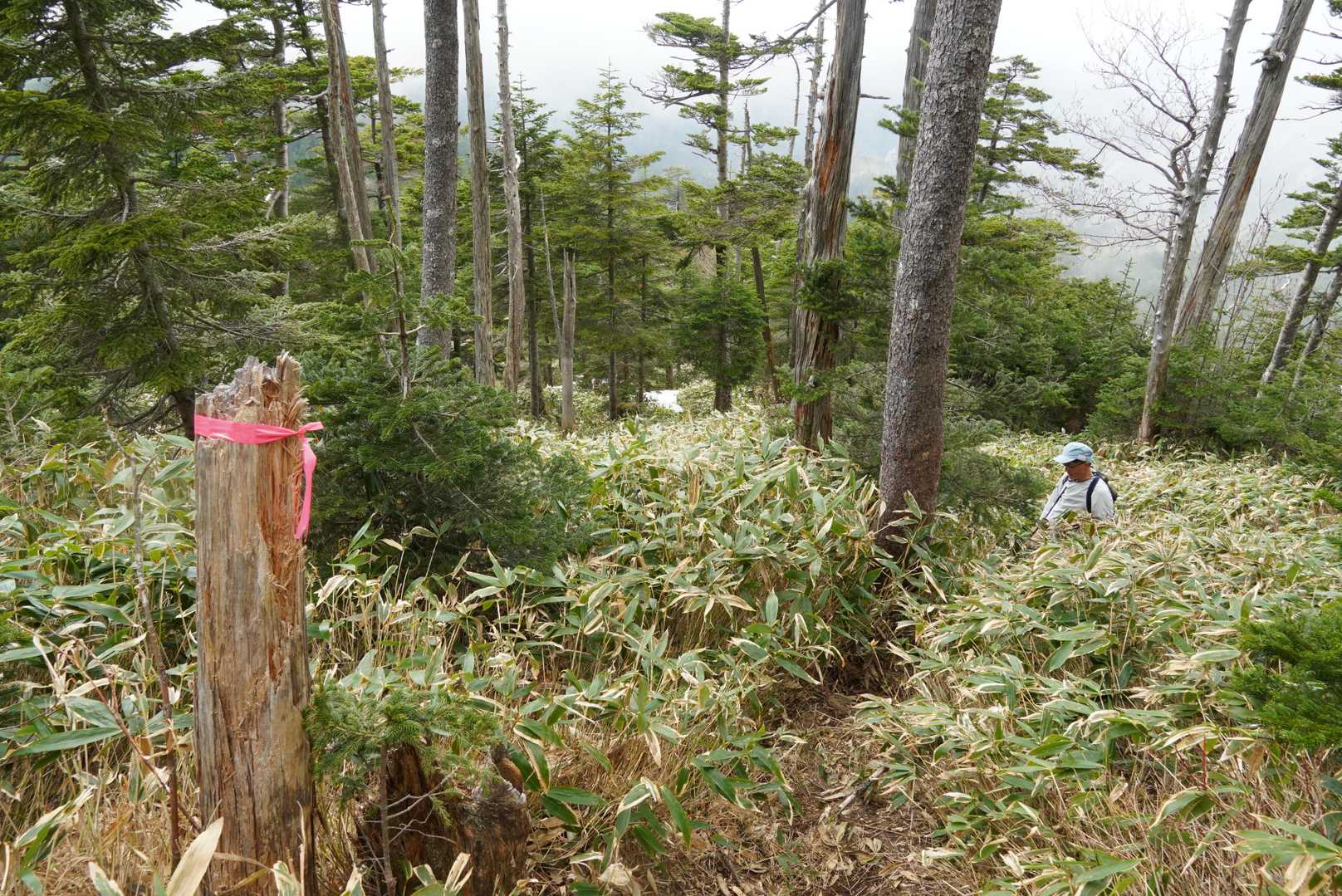 この辺は尾根筋を歩きます
山頂まであと少し