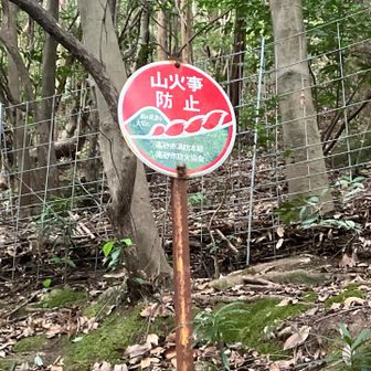 高御座山にはリスのまといさんはいない。