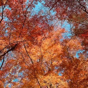 あっちもこっちも🍁