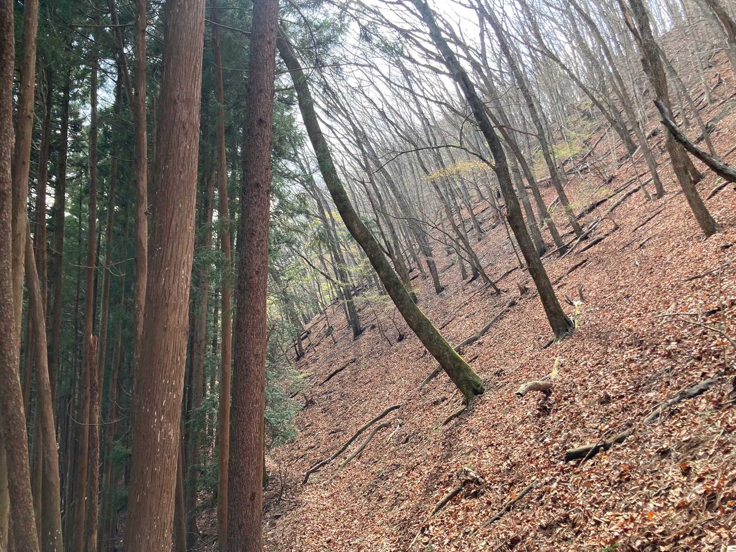登山道は大概、植林と天然林の境に。