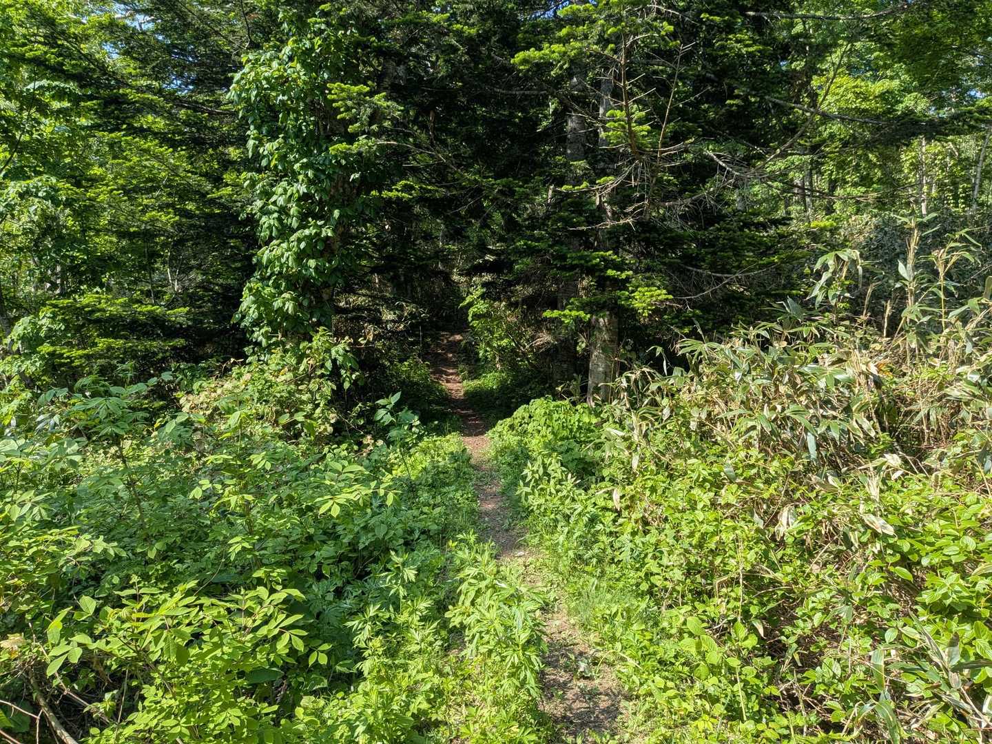 登山道へ入る分岐まで25分ほどでした
