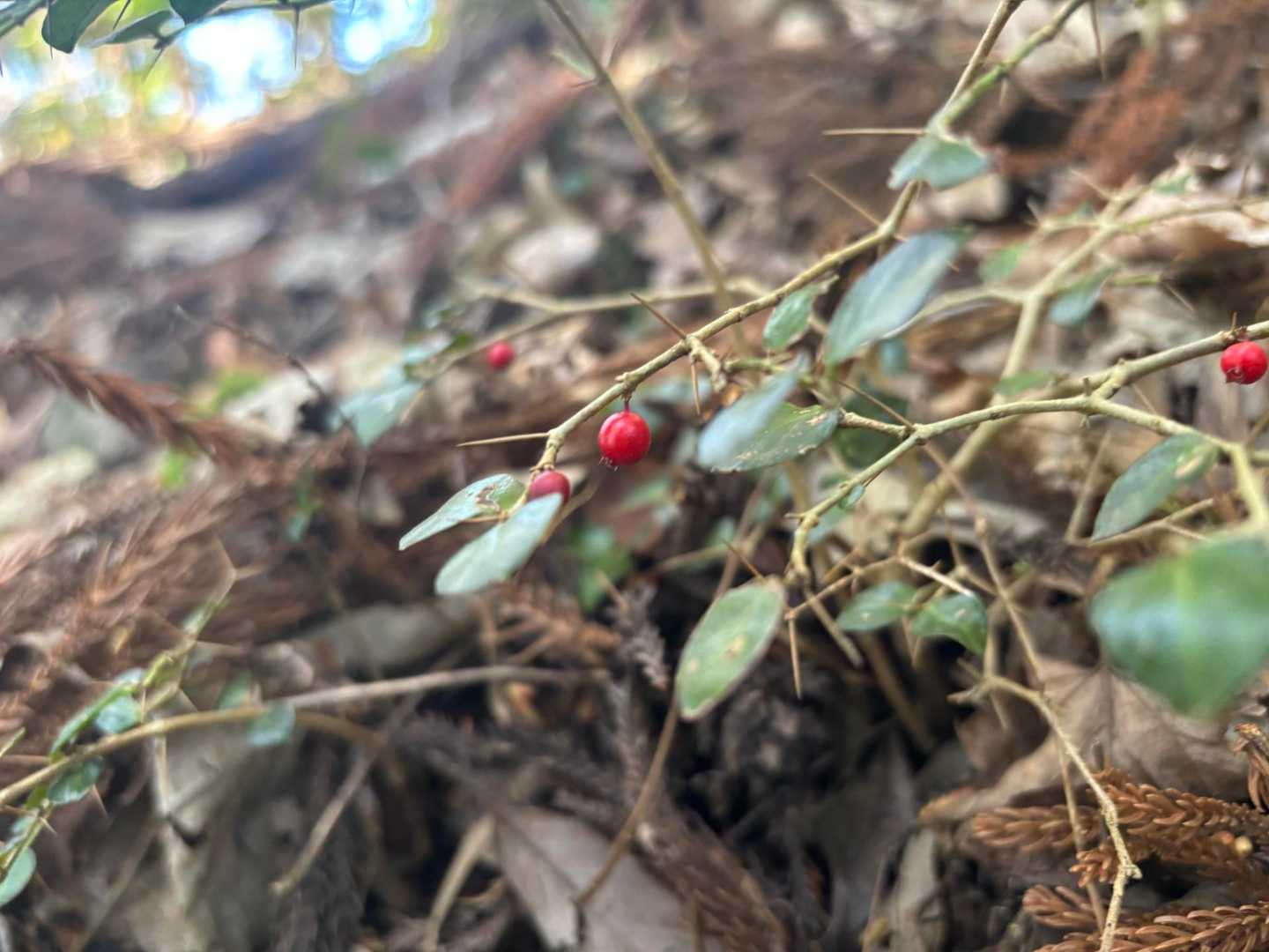 高草山 往復コースの写真