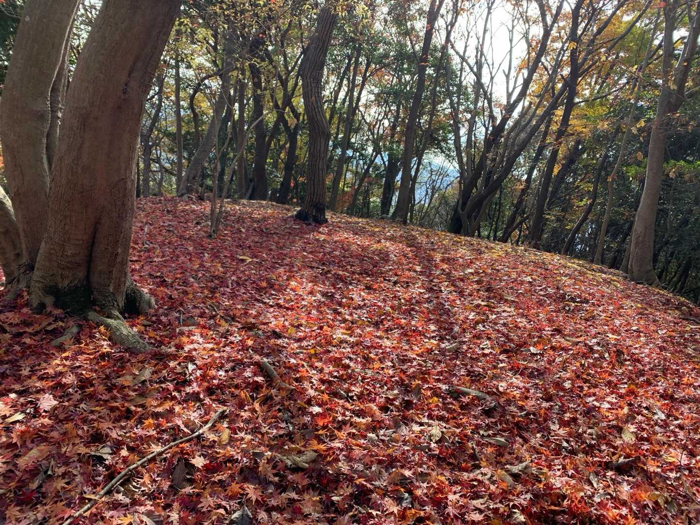 紅葉🍁の絨毯
めっちゃ綺麗〜😍😍