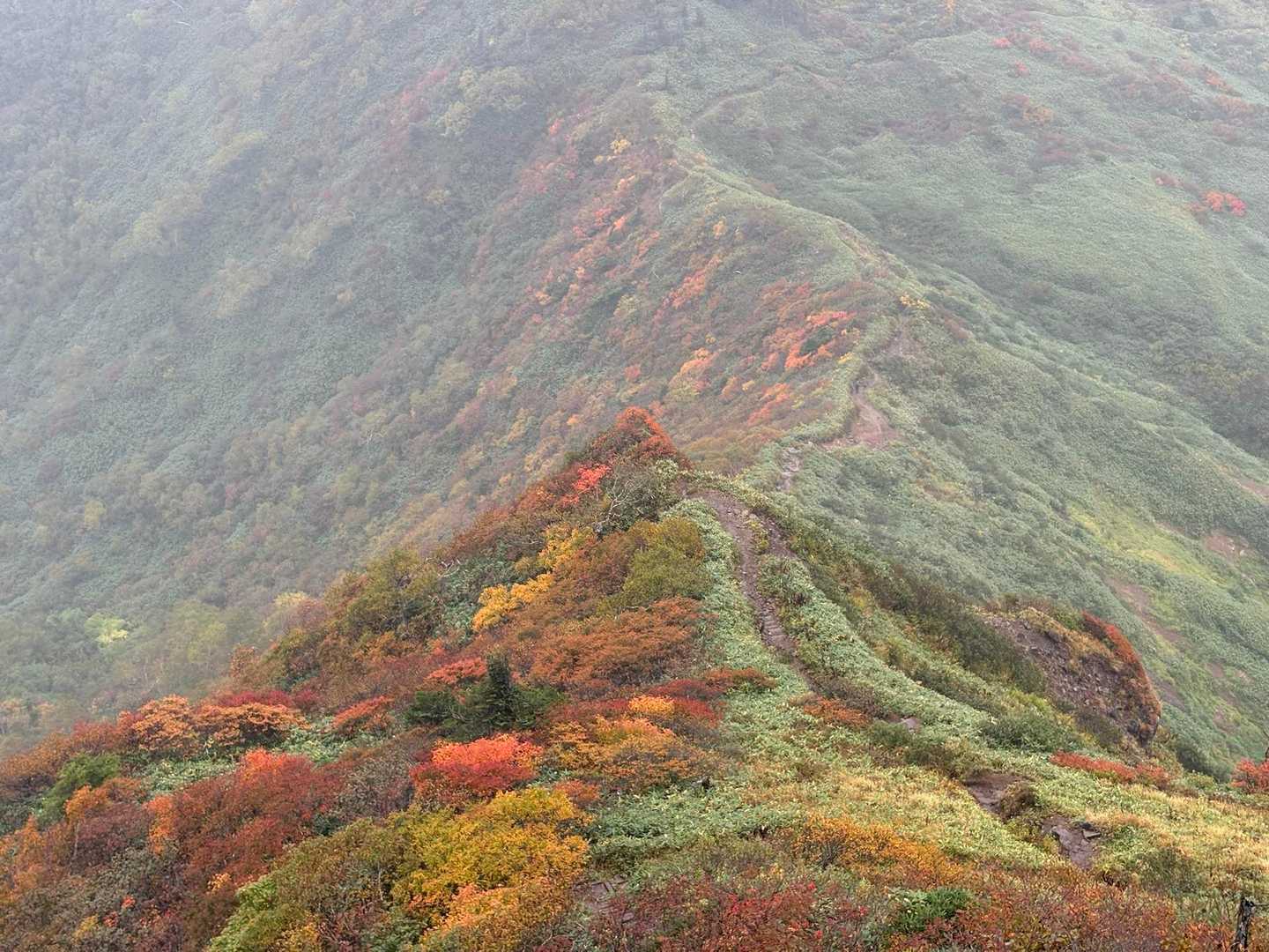 尾根筋の紅葉🍁美しい🤩