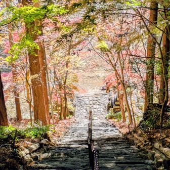 階段から見おろしても綺麗です🍁