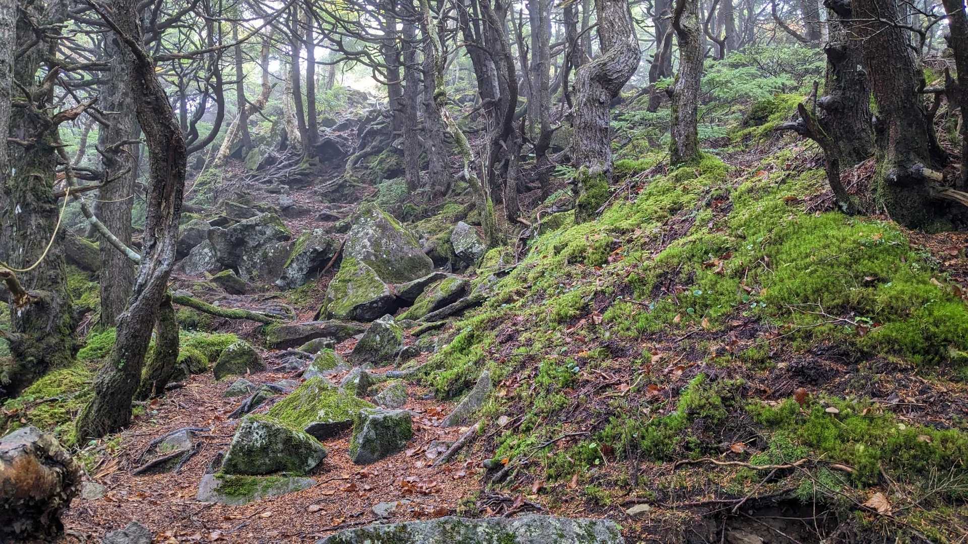 急に苔ゾーン👍🏻
この後ちょっとした鎖あり