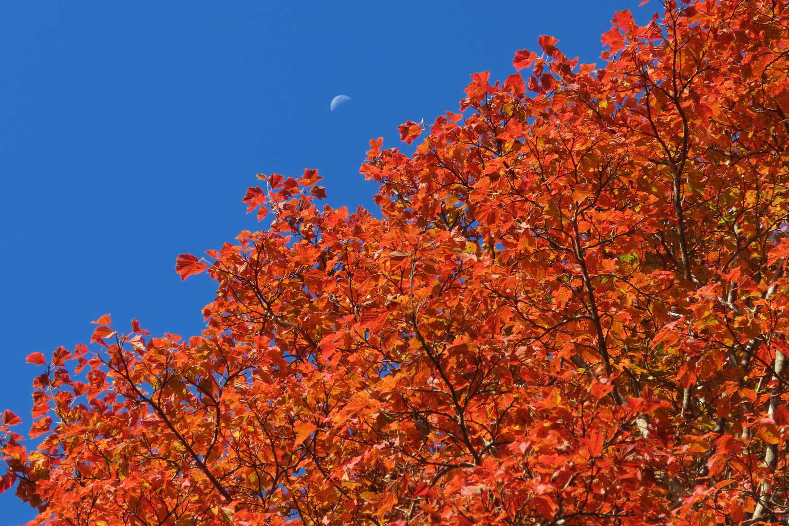 有明のお月様と紅葉