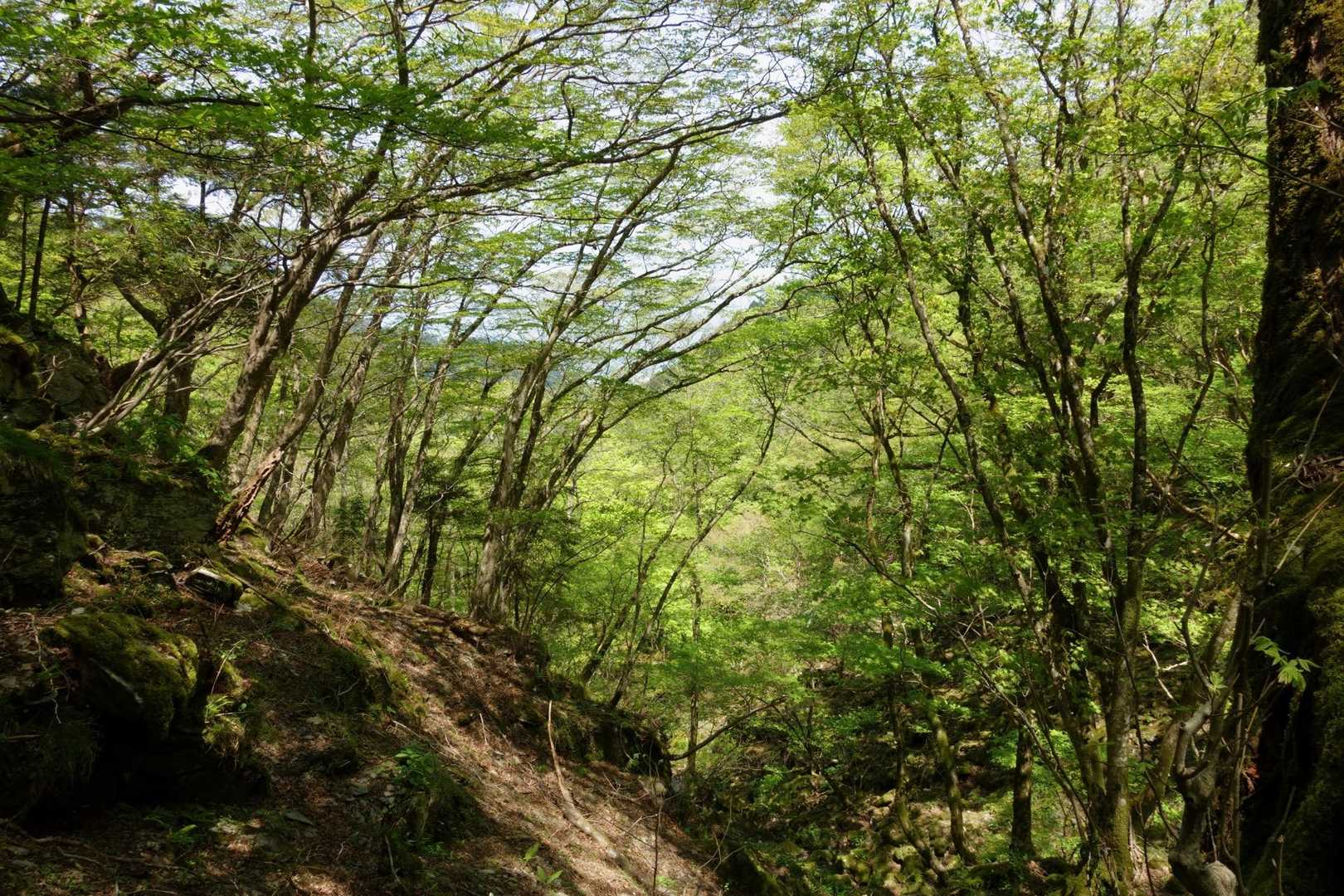 赤星山 往復コースの写真
