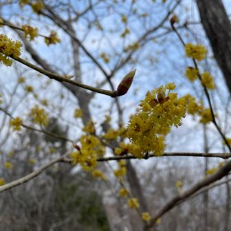 ダンコウバイ🌼
アブラチャンもクロモジも、なかなか見分けられない