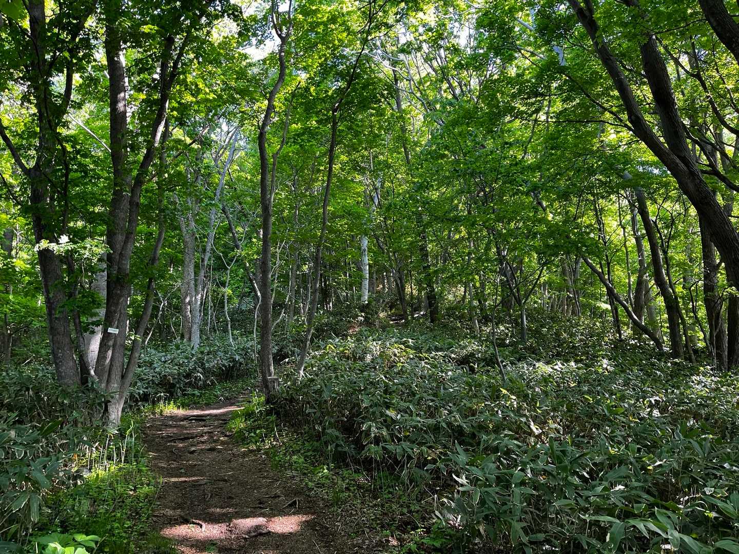藻岩山ルート入口-山鼻山 往復コースの写真