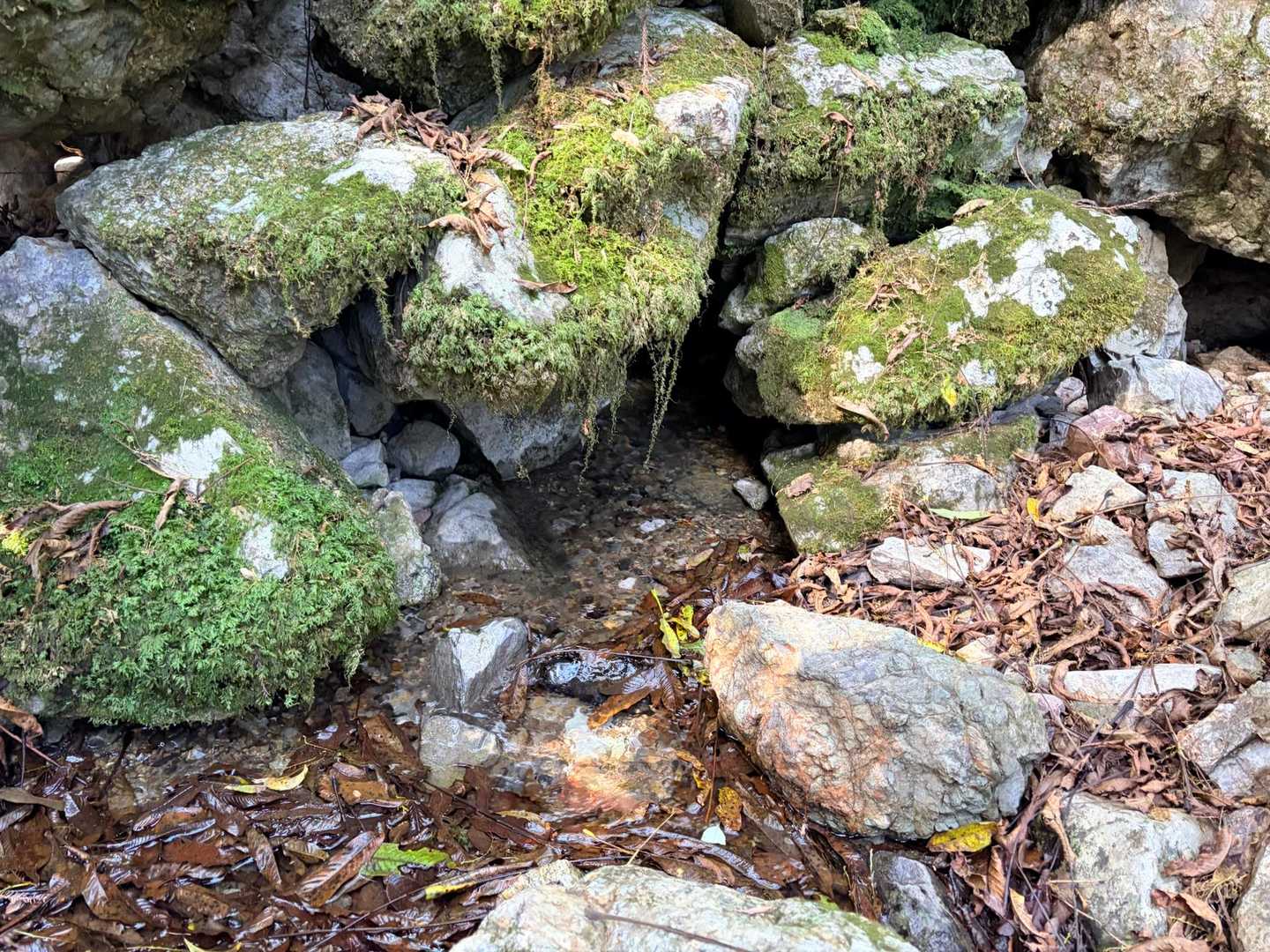 この日確認した最上流の源流地点です💧